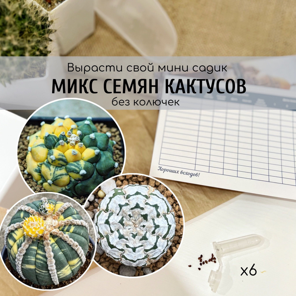 Семена красивых кактусов без колючек Астрофитум Astrophytum / Вариегатные кактусы от Бюро семян  #1