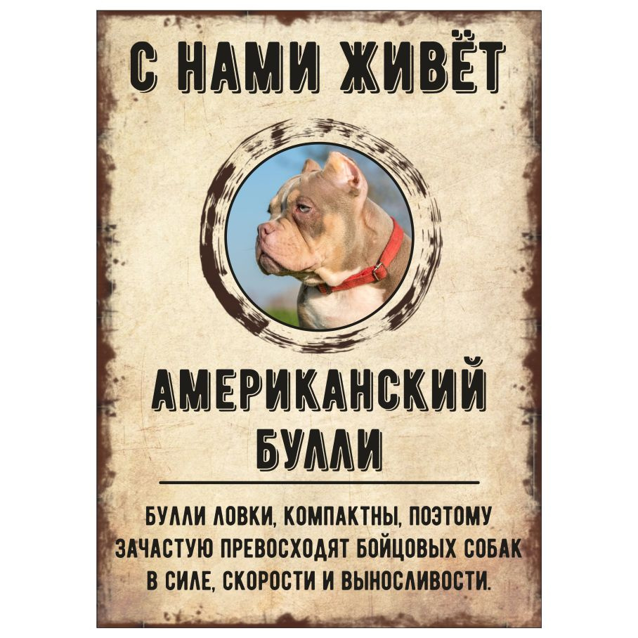 Табличка, декоративная, DANGER DOG, С нами живет Американмский булли, 18см х 25см  #1