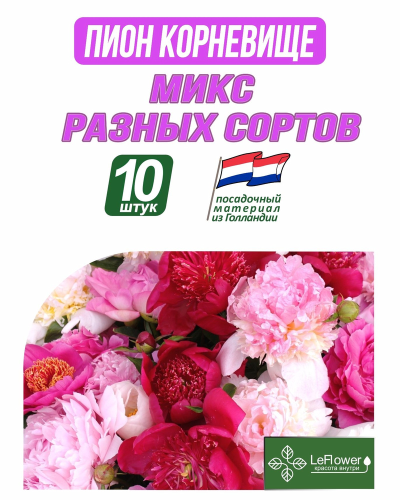 Пион Корневище, Микс разных сортов, 10шт #1