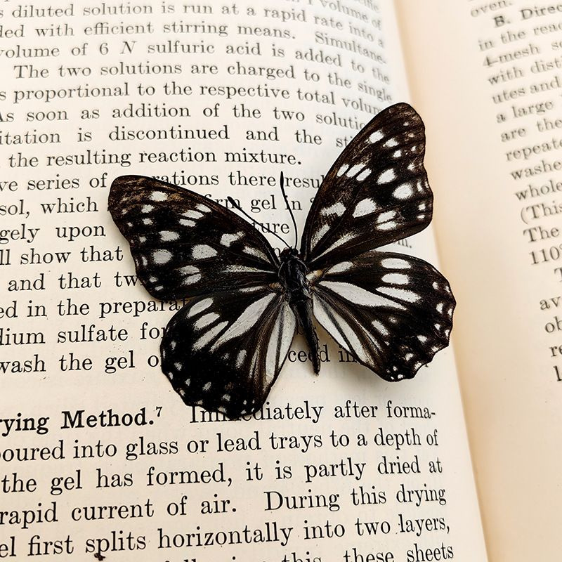 Настоящий образец бабочки в прозрачном боксе - купить с доставкой по ...