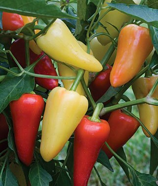 Перец чили Santa Fe Grande (лат. Capsicum frutescens Santa Fe Grande) СЕМЕНА 5шт + подарочек  #1