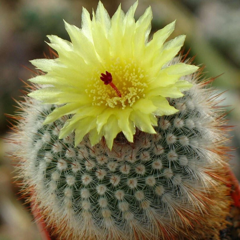 Суккулент Кактус Notocactus grossei P-427 семена (10 ШТ) #1