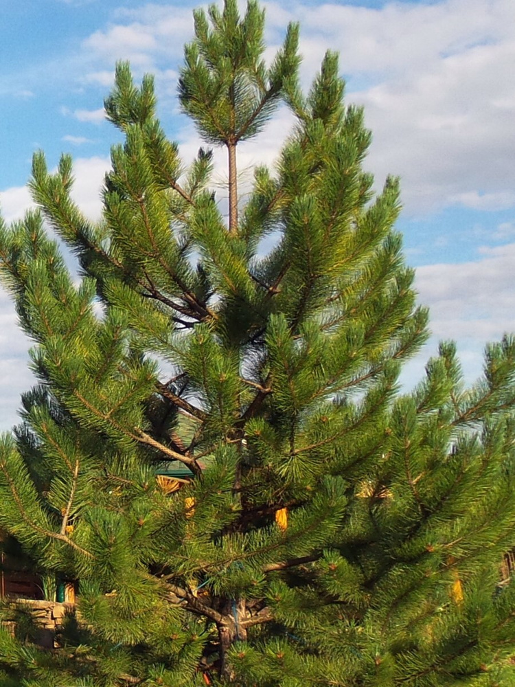 Семена Сосна румелийская (Pinus peuce), 10 штук #1