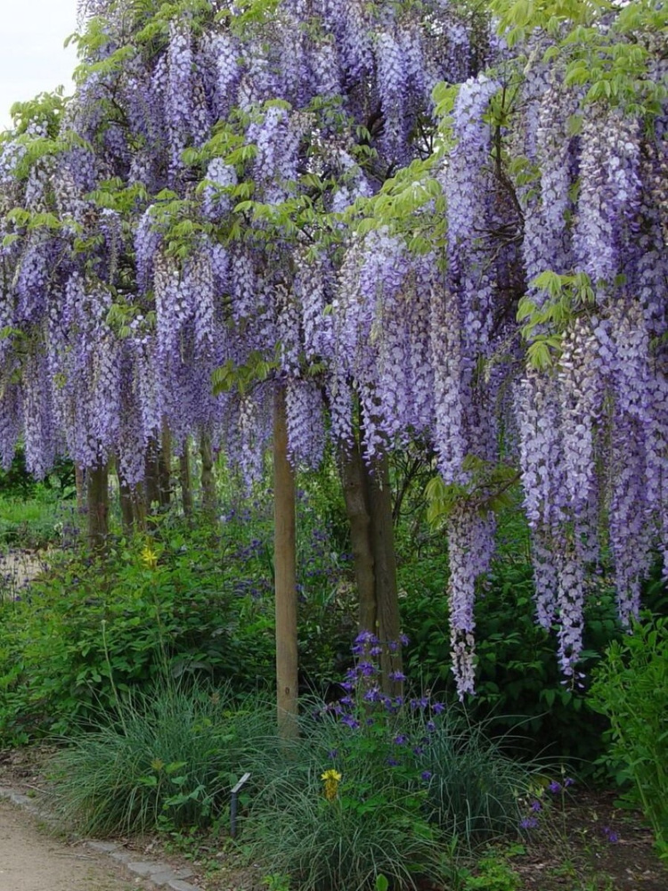 Семена Глициния китайская (Wisteria sinensis), 5 штук #1