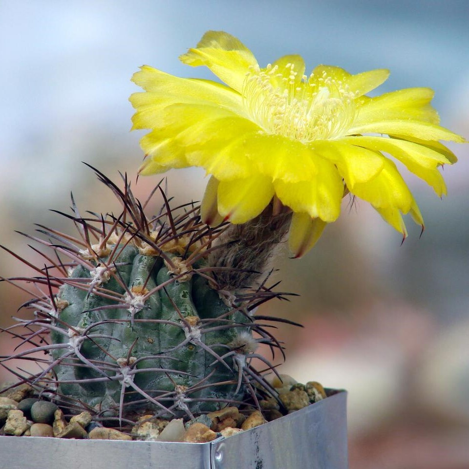 Суккулент Кактус Acanthocalycium griseum семена (10 ШТ) #1