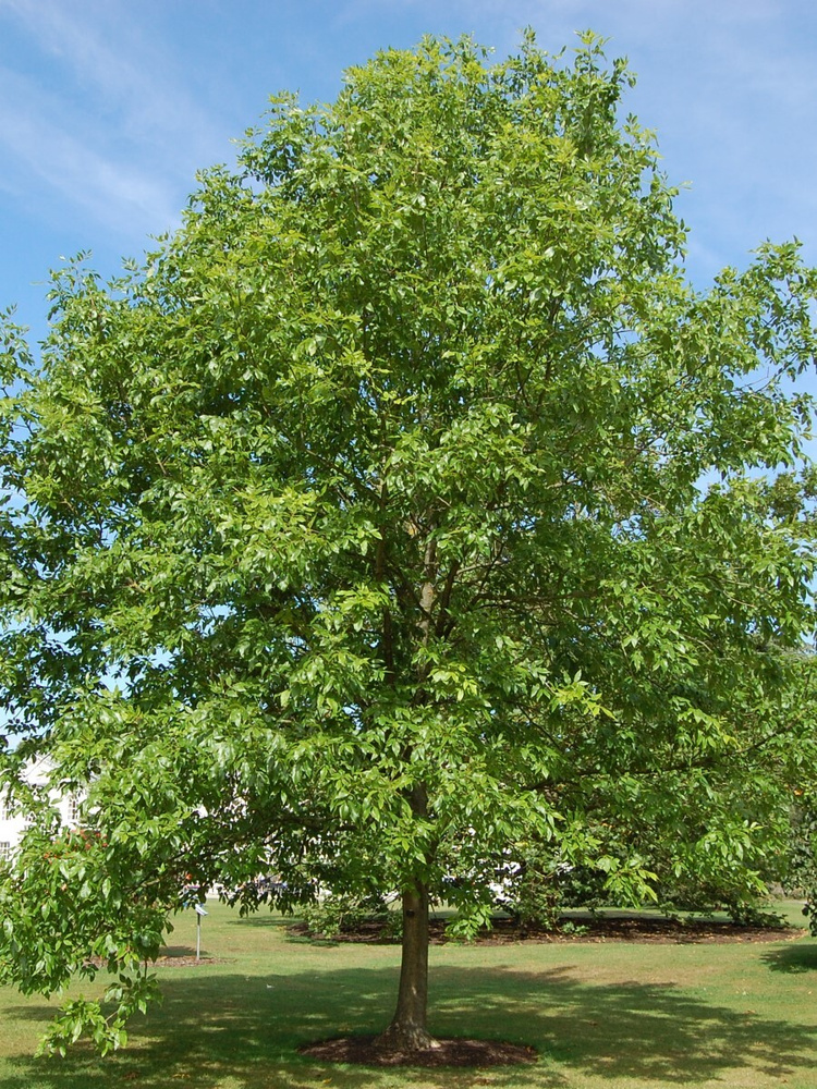 Семена Ясень пенсильванский (Fraxinus pennsylvanica), 15 штук #1