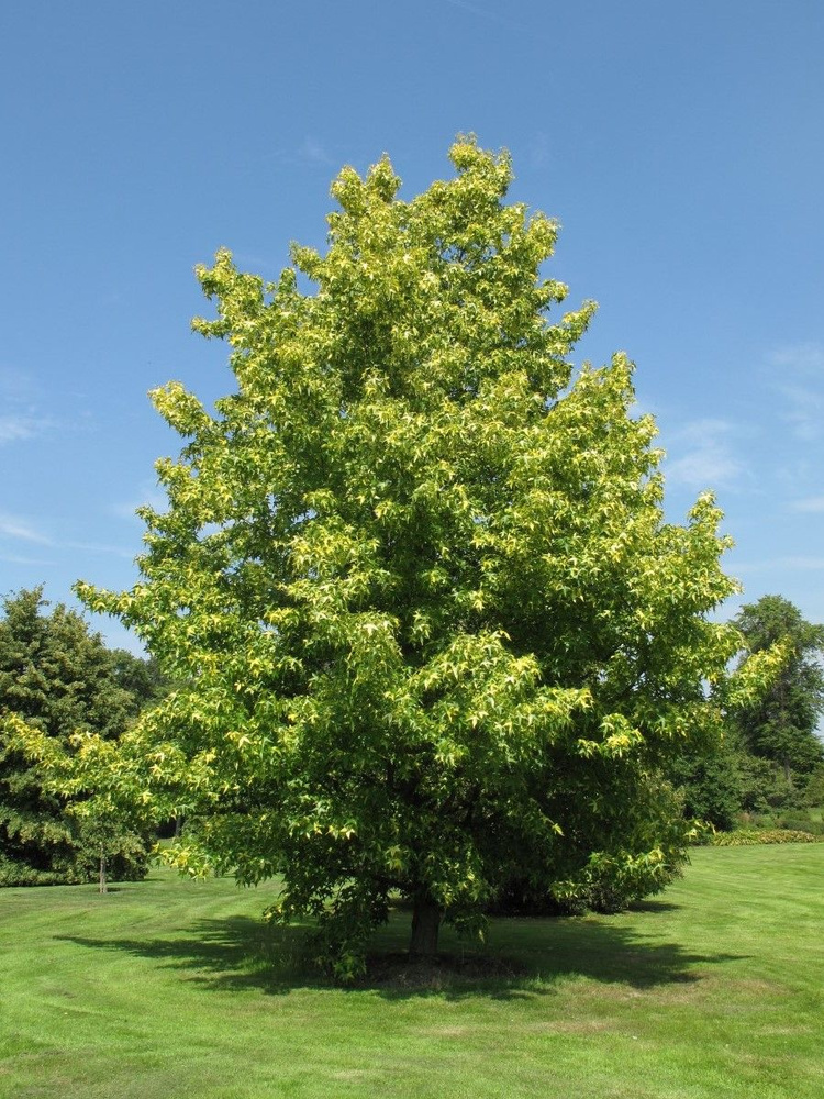 Семена Ликвидамбар смолоносный (Liquidambar styraciflua), 15 штук #1