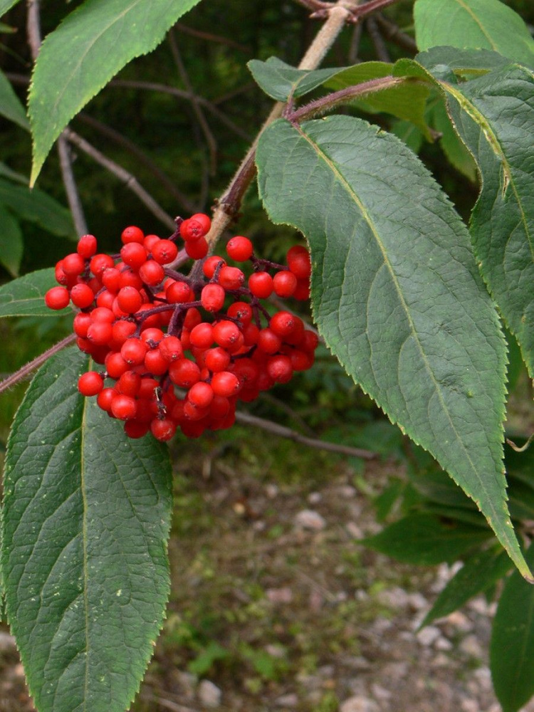 Семена Бузина сибирская (Sambucus sibirica), 25 штук #1