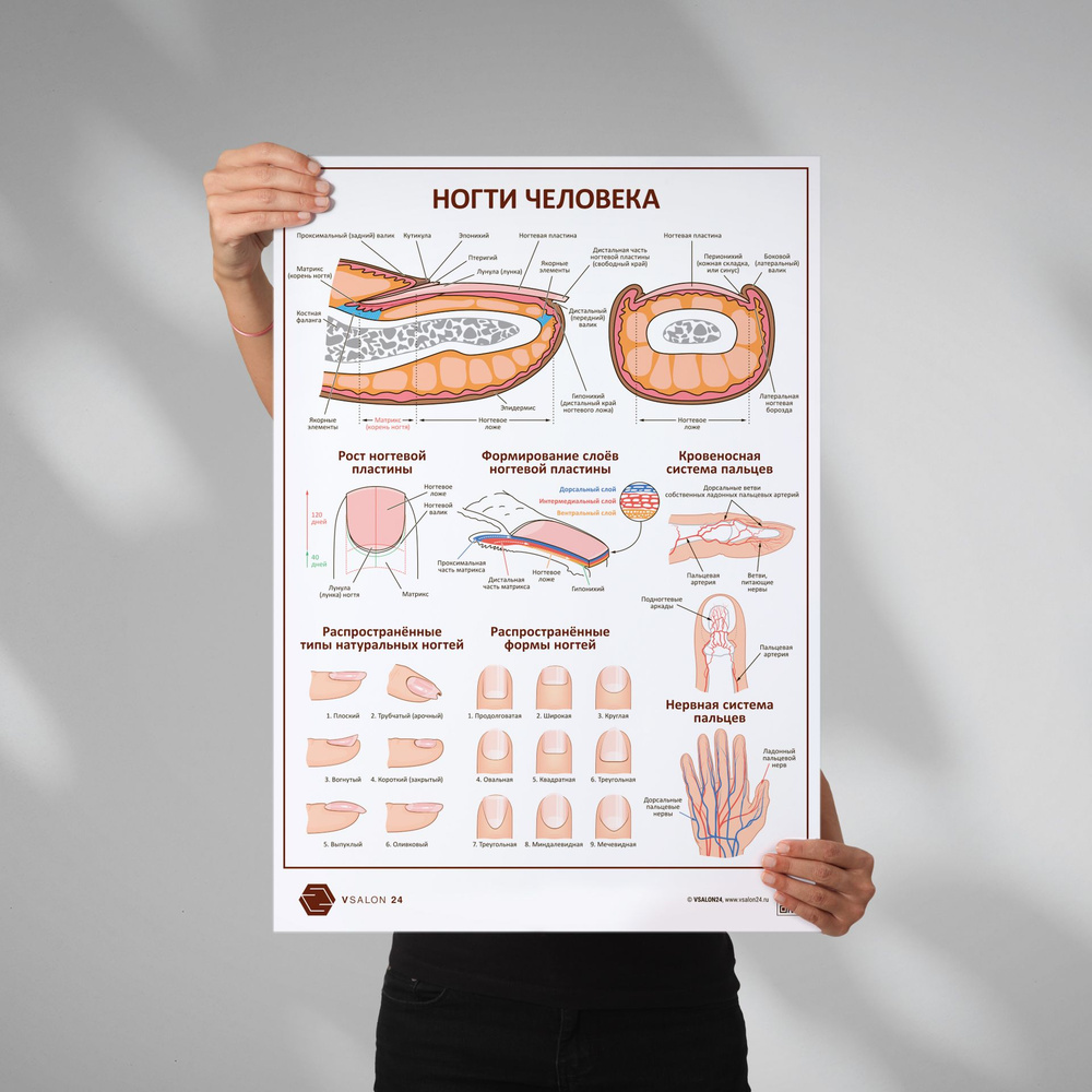 Плакат Ногти человека в кабинет педикюра и подолога в формате А1 (84 х 60 см)  #1