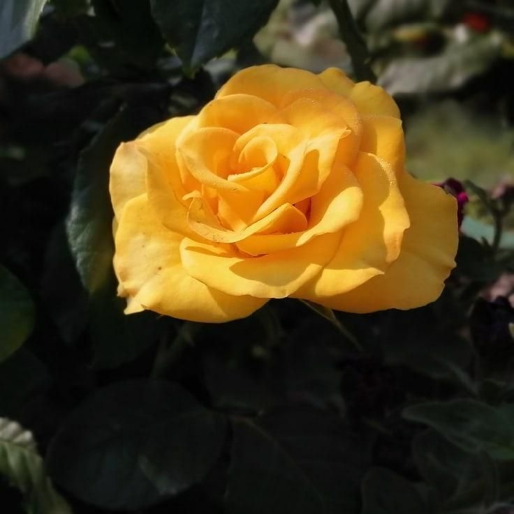 Роза чайно-гибридная Керио саженец #1