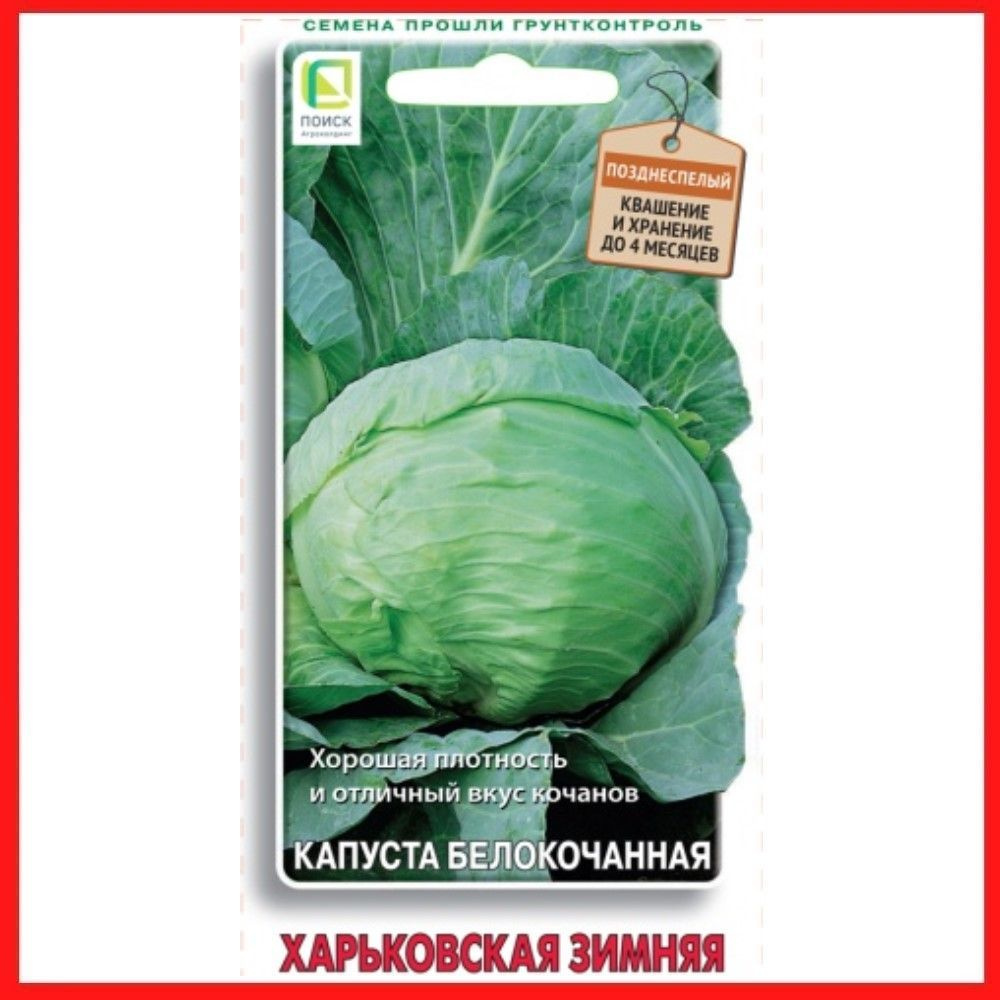 Семена Капуста белокочанная "Харьковская зимняя" 0,5 гр, для дома, дачи и огорода, в открытый грунт, #1