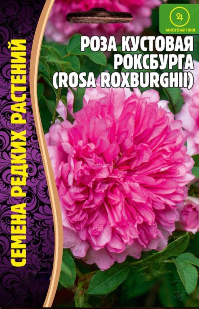 Роза кустовая Роксбурга, 1 пакет, семена 10 шт, ЧК, многолетний листопадный кустарник  #1