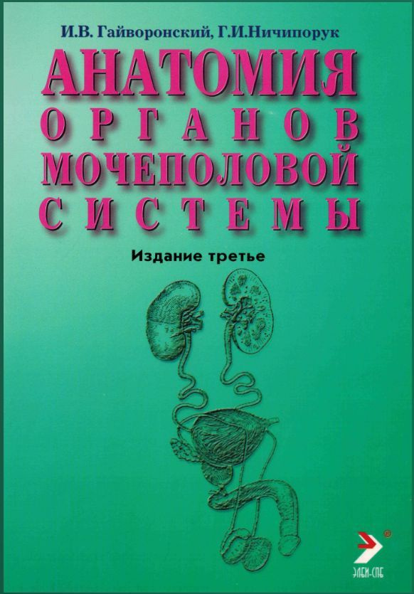 Анатомия органов мочеполовой системы. Учебное пособие #1