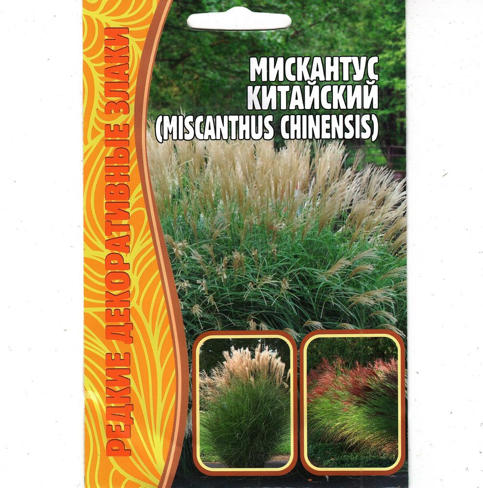 Мискантус Китайский / Miscanthus Chinensis / Веерник, неприхотливый многолетник ( 1 уп: 0,05 г семян #1