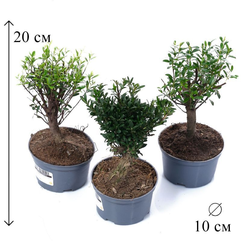 Бонсай Микс D-10 см, 10 дм, 1 шт - купить по выгодной цене в интернет ...