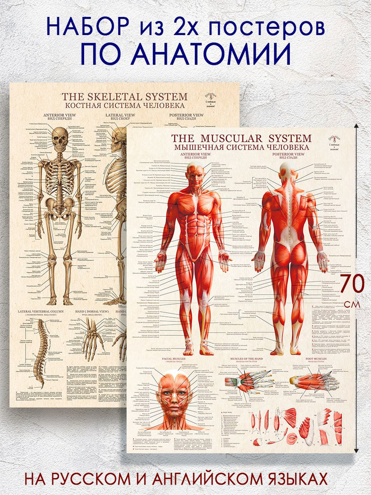 Большой набор постеров по анатомии - мышечная и костная системы на русском и латыни  #1