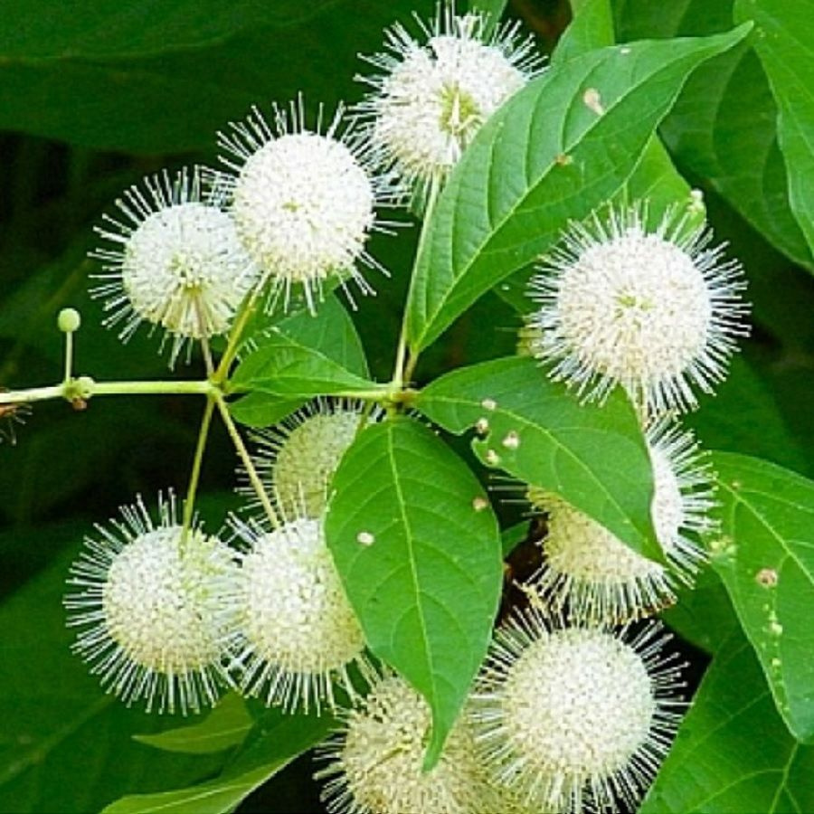 Цветоголовник западный, Cephalanthus occidentalis, Головач западный семена (20 ШТ)  #1