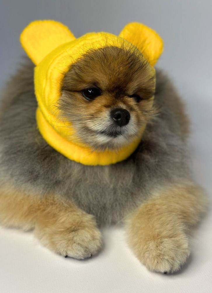 Зимняя шапка для собак с ушками для животных #1