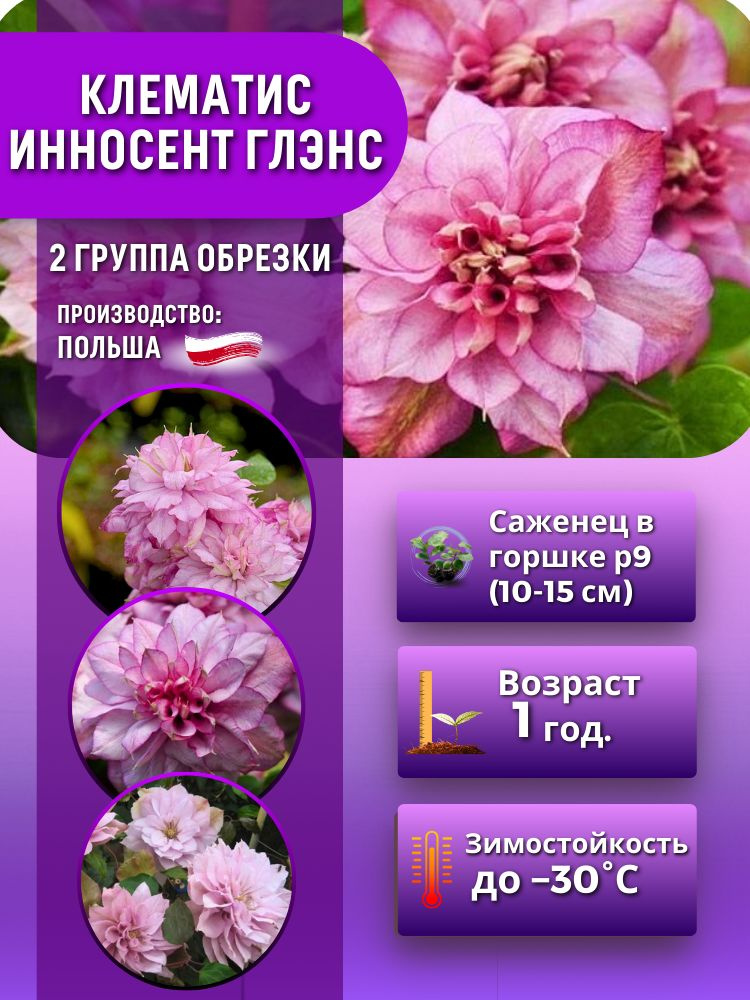 Клематис Инносент Глэнс (саженец 10-15 см в горшке) #1