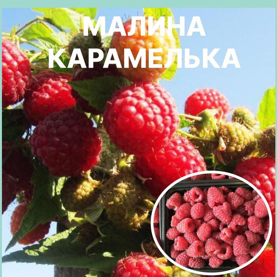 Ашка малина: найдено 90 изображений