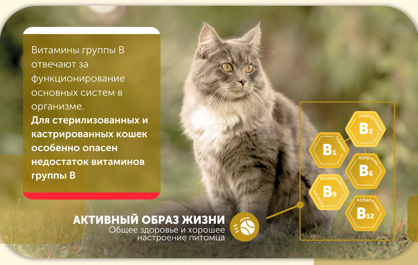 Life корм для кошек