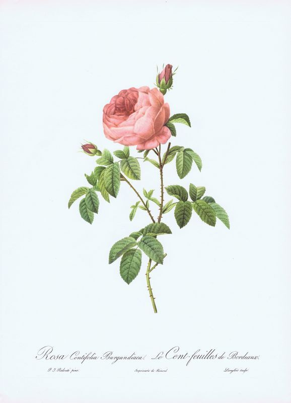 Бургундская многолистная роза. Пьер-Жозеф Редуте. Антикварная офсетная литография. Англия, 1959 год  #1