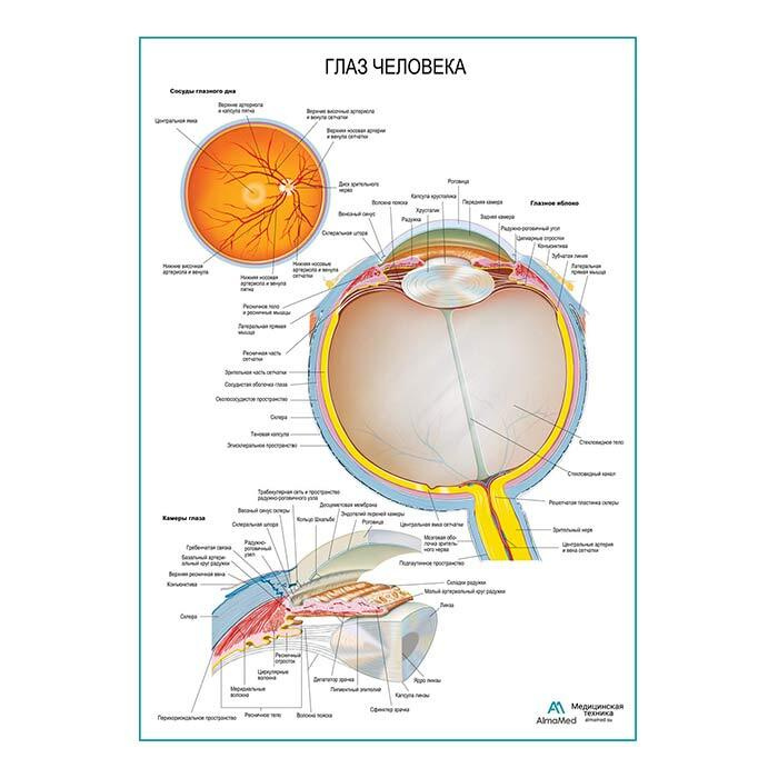 Глаз: строение, камеры, глазное дно (анатомия человека), плакат глянцевый А1+, плотная фотобумага от #1