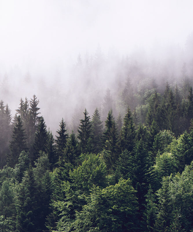 Фотообои флизелиновые на стену 3д GrandPik 2082 "Горный лес в тумане" (ШхВ), 250х300 см  #1