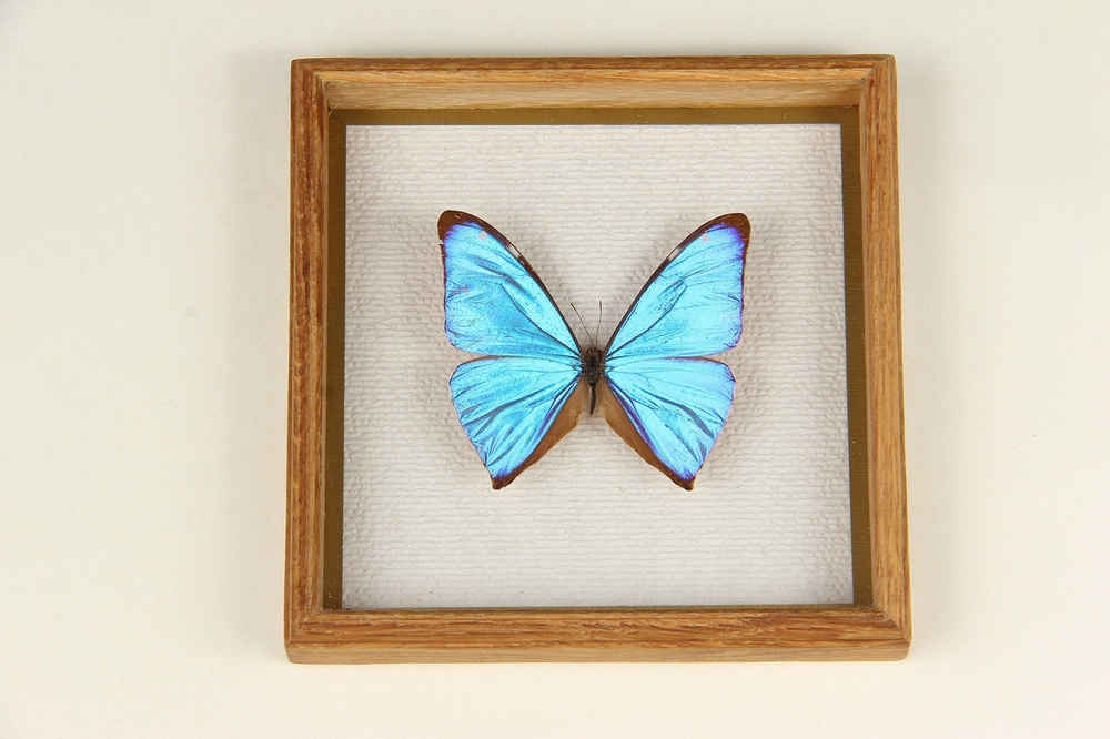 Бабочка в рамке ModernArtButterfly (Morpho aega) 13х13х2см #1