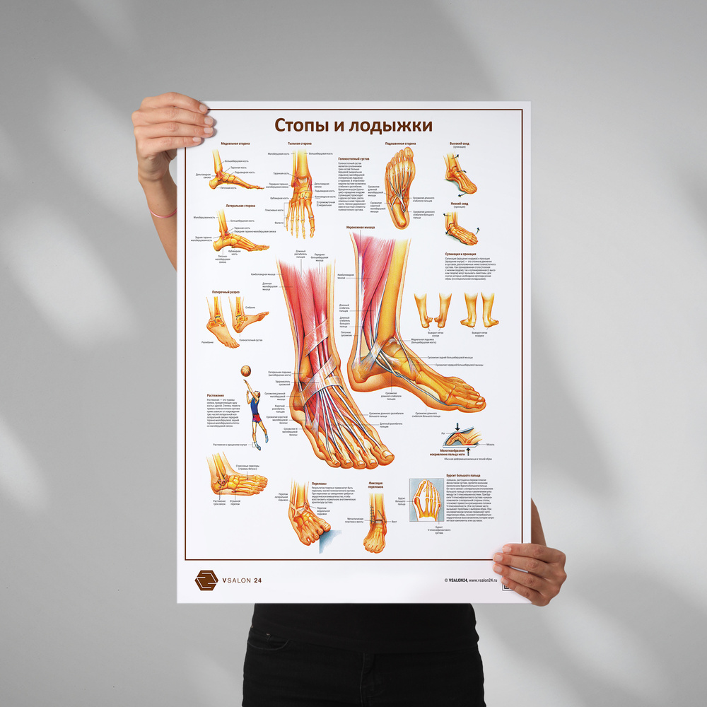 Плакат макета стопы и лодыжки для кабинета педикюра и подолога в формате А1 (84 х 60 см)  #1