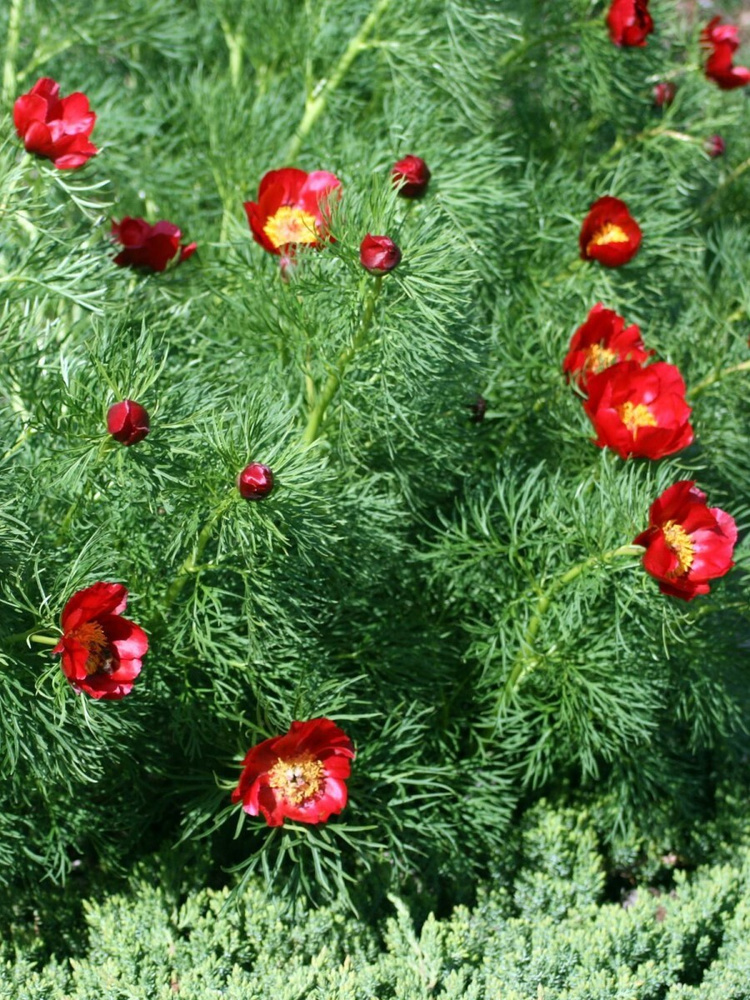 Семена Пион узколистный (Paeonia tenuifolia), 5 штук #1