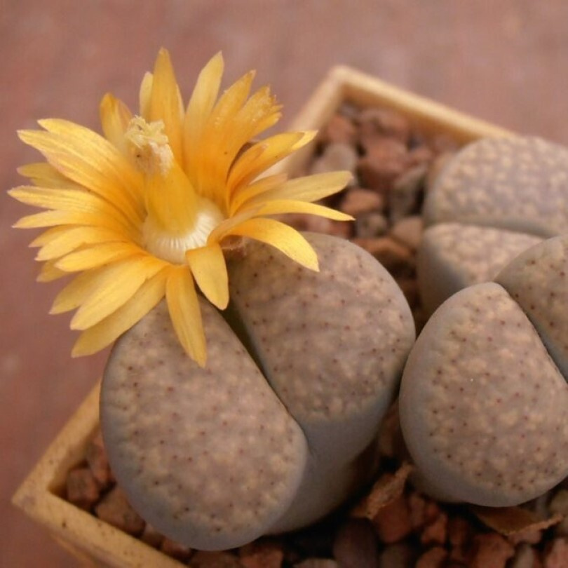 Суккулент Литопс Lithops verruculosa v. glabra C-160 семена (10 ШТ) #1