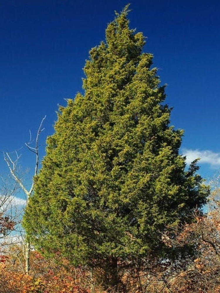 Семена Можжевельник виргинский (Juniperus virginiana), 60 штук #1