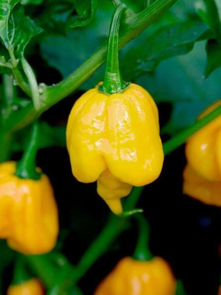 Семена Острый перец Trinidad Scorpion Butch T yellow, 5 штук #1