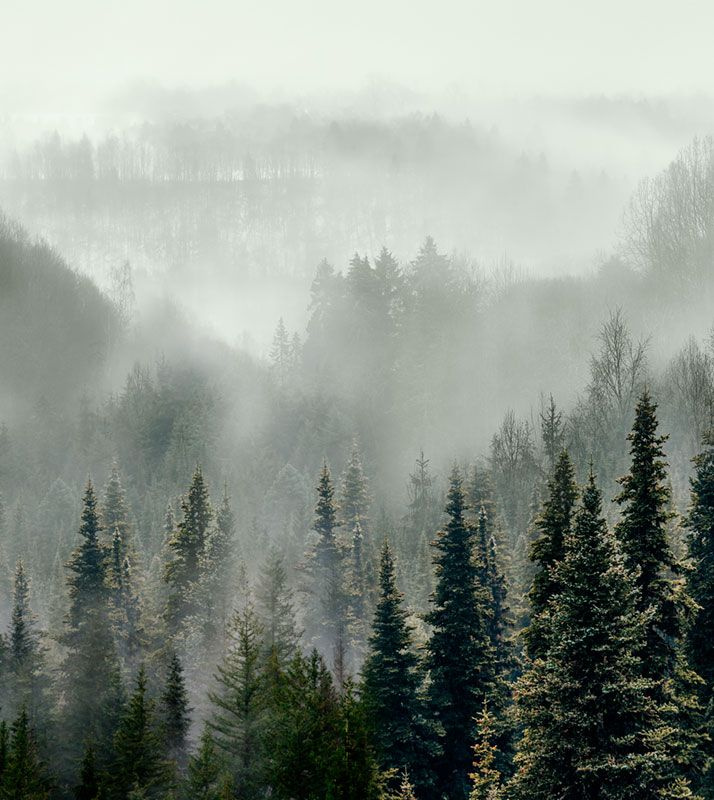 Фотообои флизелиновые на стену 3д GrandPik 10241 "Горный лес в тумане", 250х280 см(Ширина х Высота)  #1