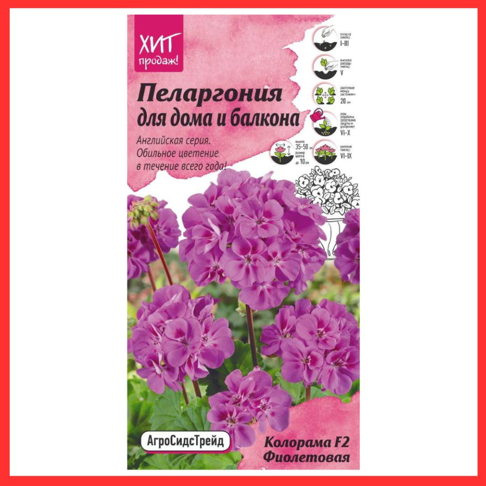 Семена многолетних цветов Пеларгония ( Герань ) F2 Колорама для дома и балкона фиолетовая  #1