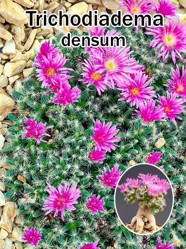 Суккулент Trichodiadema densum набор для выращивания (семена, грунт, горшочек, инструкция по посеву). #1