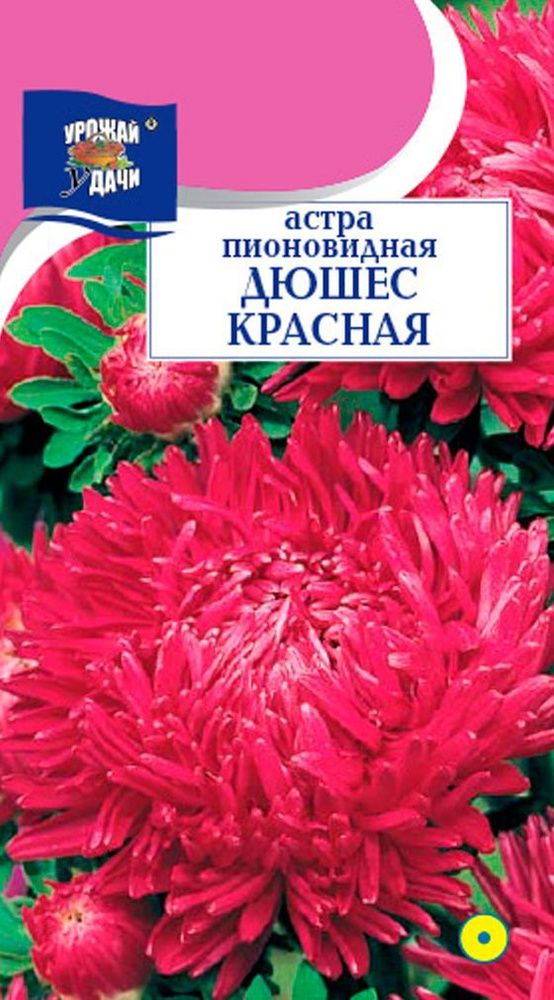 Астра пионовидная ДЮШЕС КРАСНАЯ (Семена УРОЖАЙ УДАЧИ, 0,3 г семян в упаковке)  #1