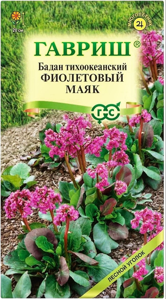 Бадан тихоокеанский Фиолетовый маяк, 1 пакет, семена 0,01 гр, Гавриш  #1