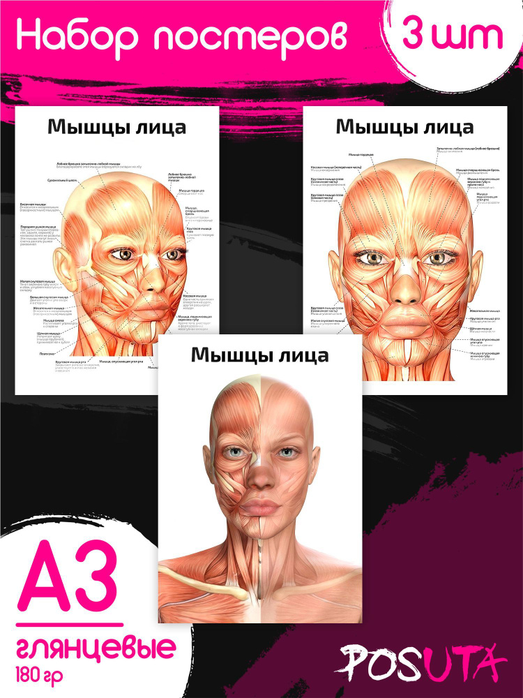 Постеры на стену анатомия человека, мышцы. Плакаты для медиков  #1