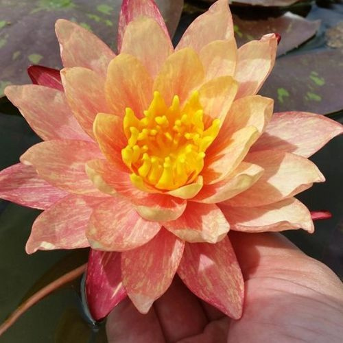 Растение для пруда Водяная нимфея Wanvisa, персиковая, корневище  #1