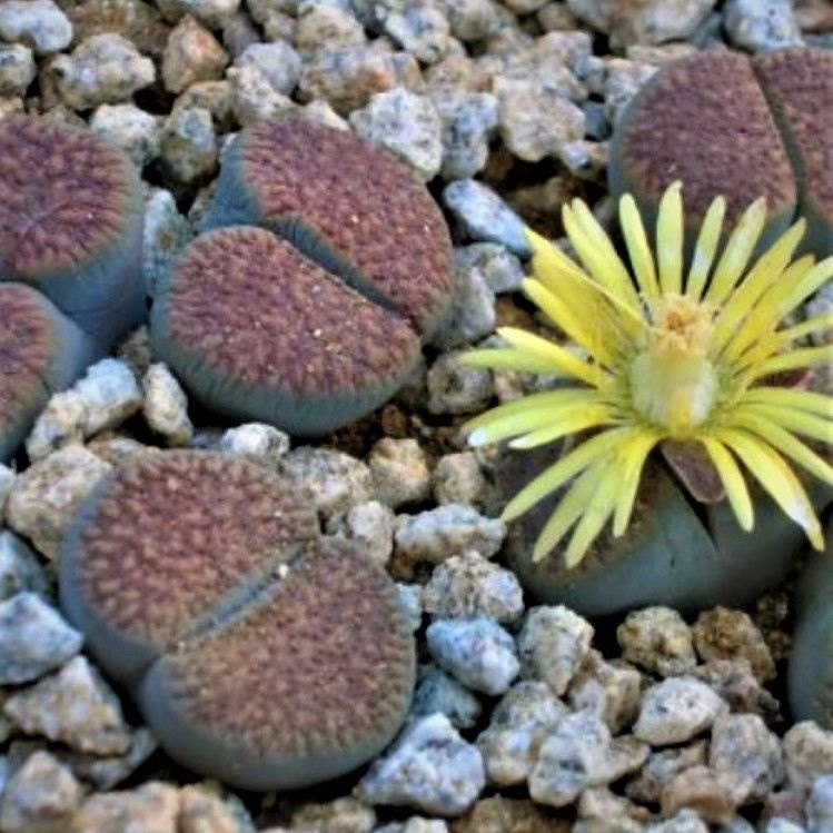 Суккулент Lithops verruculosa Inae C-095, семена (10 шт) #1