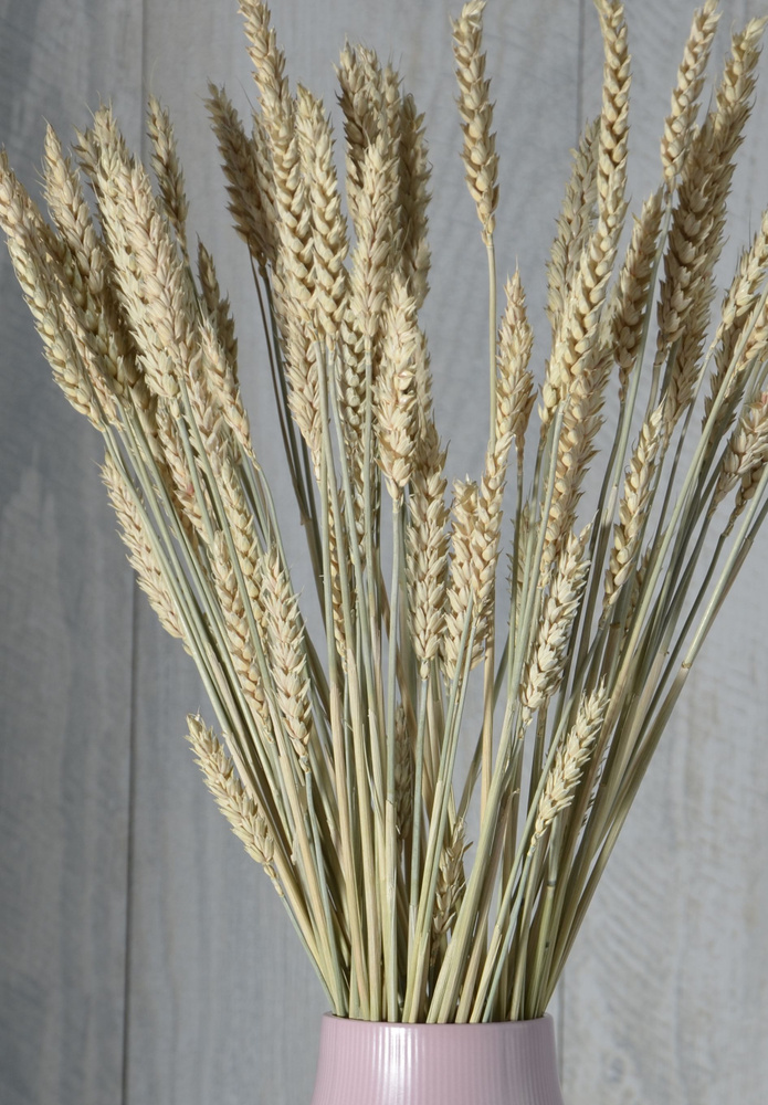 Сухоцветы, Пшеница 60см. 50шт. #1