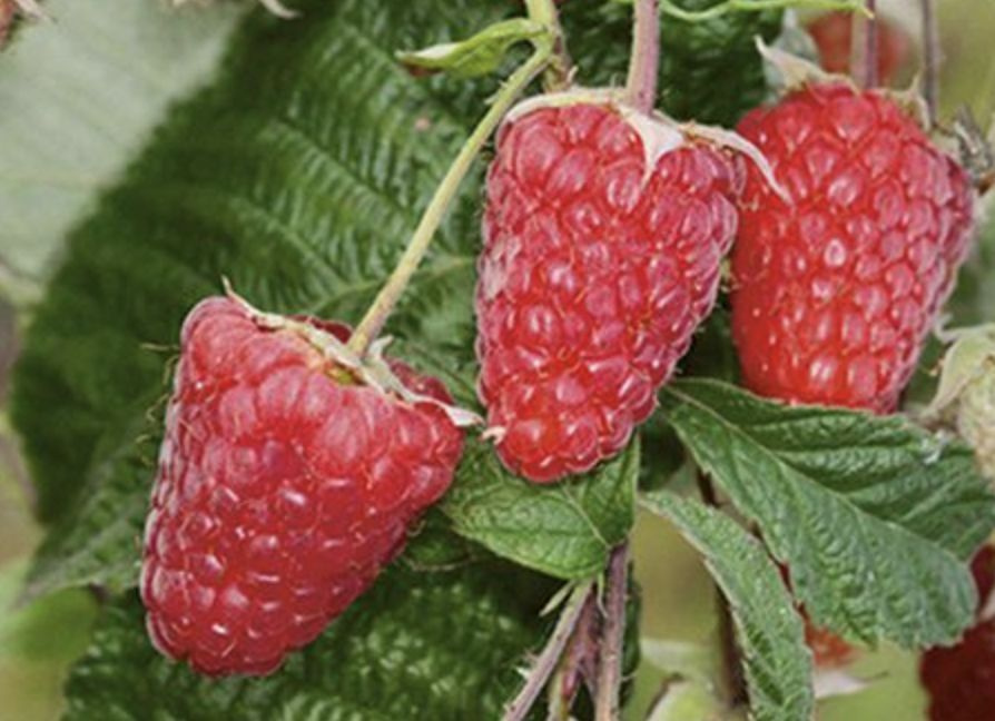 Малина красная крупноплодная Гигант Московский - купить по выгодным ...