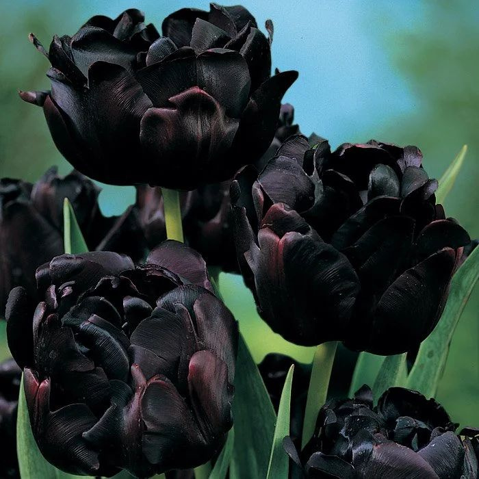 Тюльпан black hirro 5 шт. #1