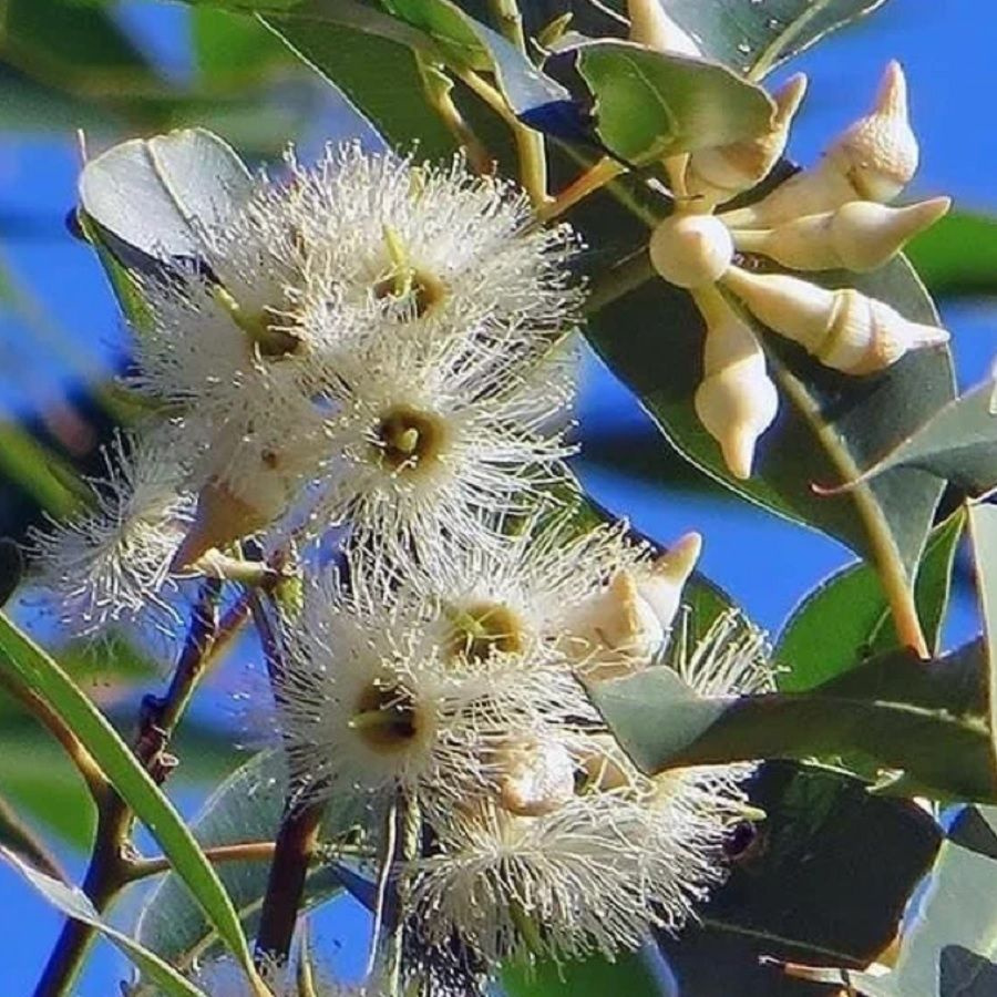 Эвкалипт красный лесной, Eucalyptus tereticornis семена (500 ШТ) #1