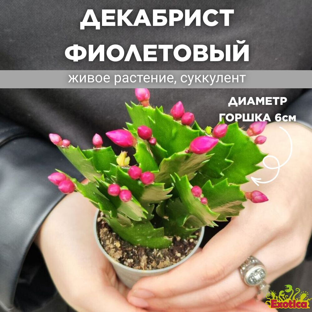 Декабрист Фиолетовый, или Шлюмбергера (Schlumbergera Tendenza Purple) D6см  #1