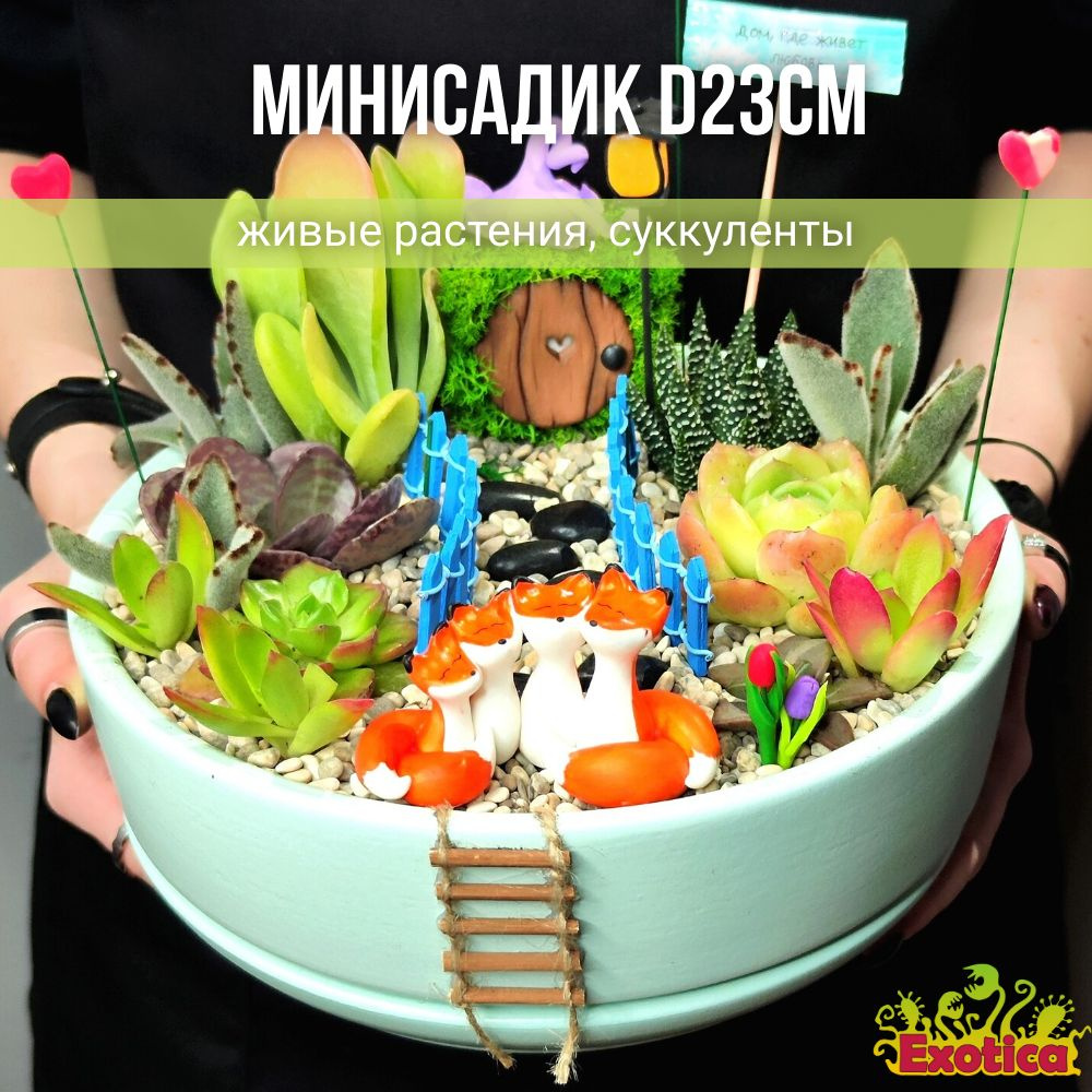 Минисадик D23см с суккулентами #1