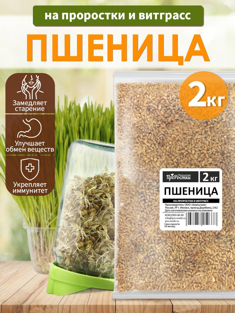 Пшеница зерно для проращивания и витграсс, 2 кг - купить с доставкой по ...