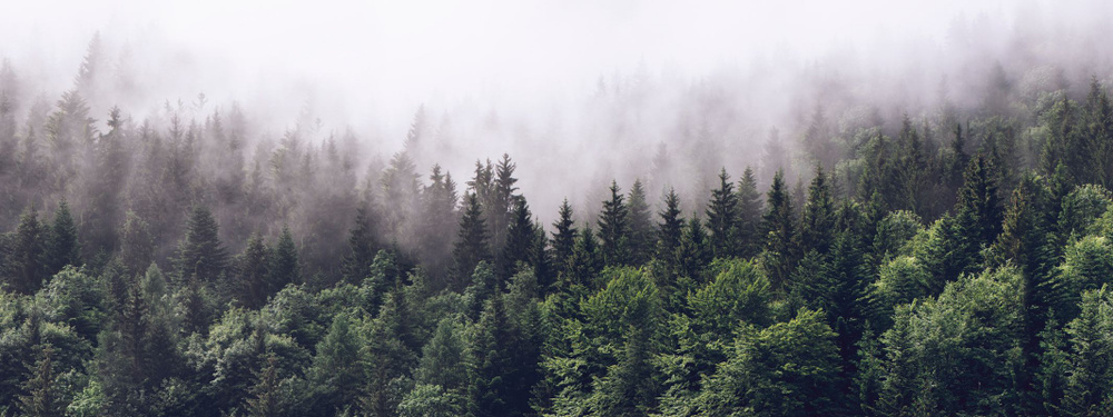 Фотообои флизелиновые на стену 3д GrandPik 2082 "Горный лес в тумане" (ШхВ), 400х150 см  #1